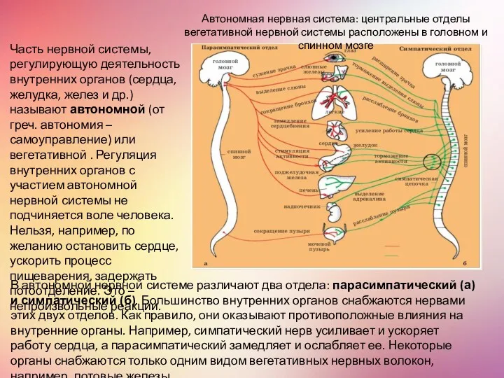 Часть нервной системы, регулирующую деятельность внутренних органов (сердца, желудка, желез