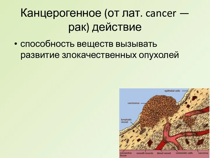 Канцерогенное (от лат. cancer — рак) действие способность веществ вызывать развитие злокачественных опухолей