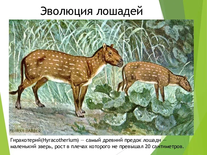 Гиракотерий(Hyracotherium) — самый древний предок лошади — маленький зверь, рост
