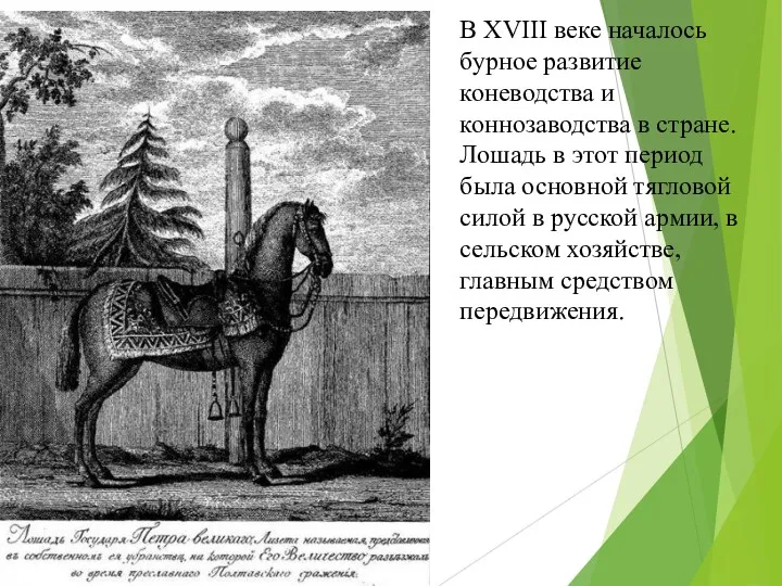 В XVIII веке началось бурное развитие коневодства и коннозаводства в