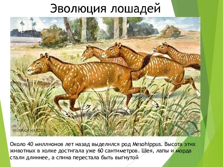 Около 40 миллионов лет назад выделился род Mesohippus. Высота этих