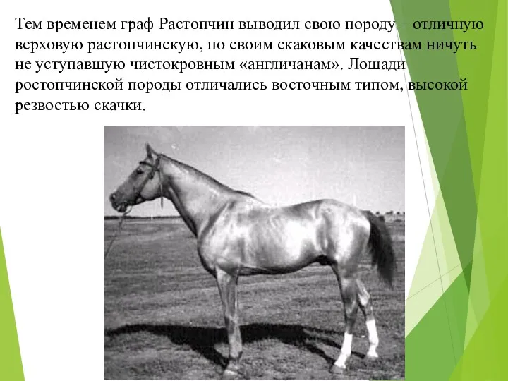 Тем временем граф Растопчин выводил свою породу – отличную верховую