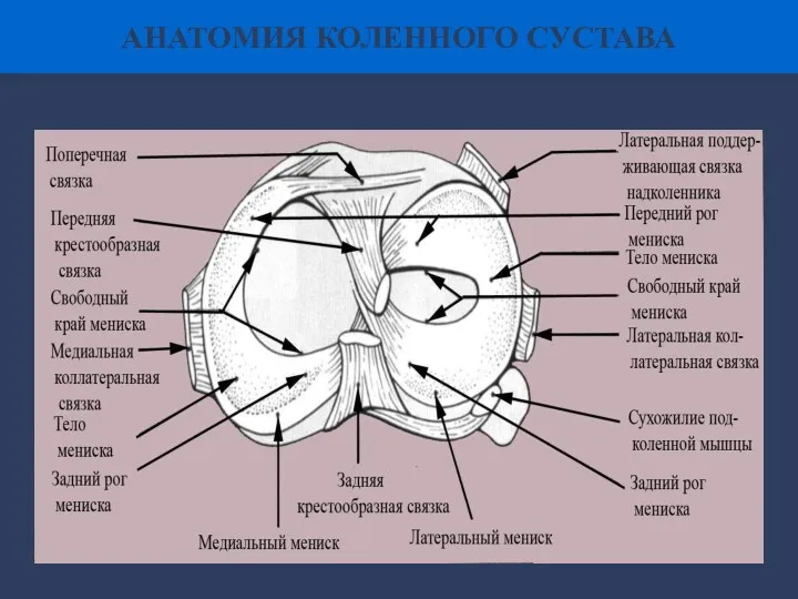 АНАТОМИЯ КОЛЕННОГО СУСТАВА