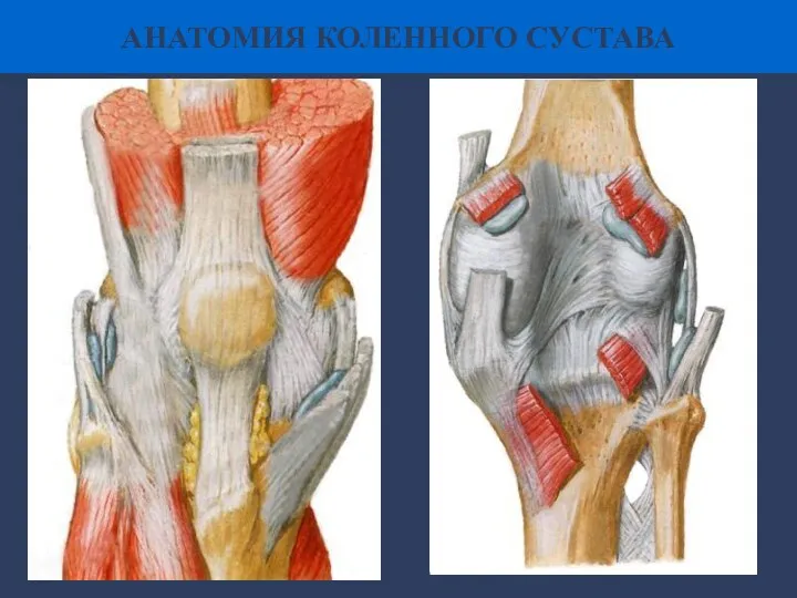 АНАТОМИЯ КОЛЕННОГО СУСТАВА