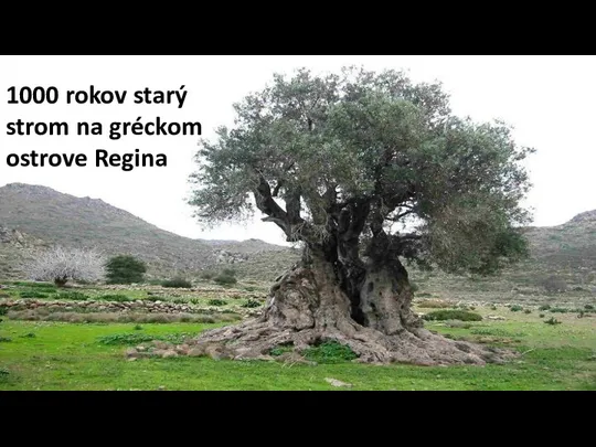 1000 rokov starý strom na gréckom ostrove Regina