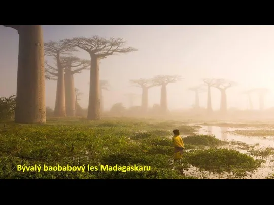 Bývalý baobabový les Madagaskaru