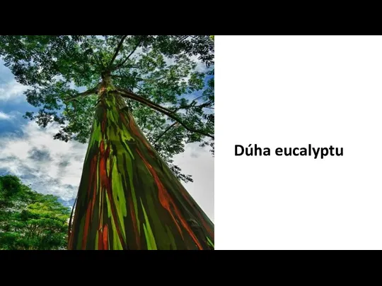 Dúha eucalyptu