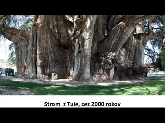 Strom z Tule, cez 2000 rokov