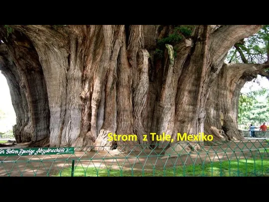 Strom z Tule, Mexiko