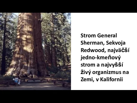 Strom General Sherman, Sekvoja Redwood, najväčší jedno-kmeňový strom a najvyšší živý organizmus na Zemi, v Kalifornii