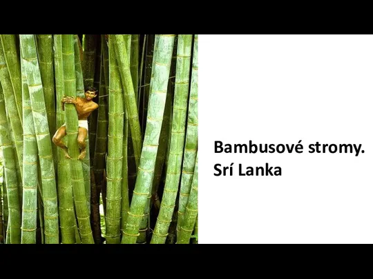 Bambusové stromy. Srí Lanka