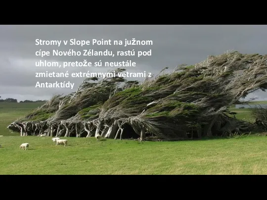 Stromy v Slope Point na južnom cípe Nového Zélandu, rastú