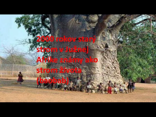 2000 rokov starý strom v Južnej Afrike známy ako strom života (baobab)