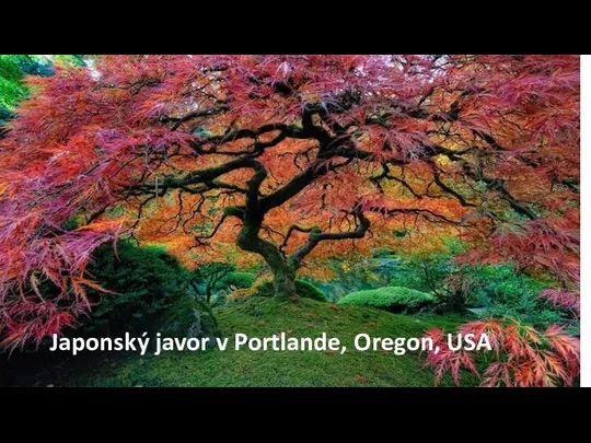 Japonský javor v Portlande, Oregon, USA