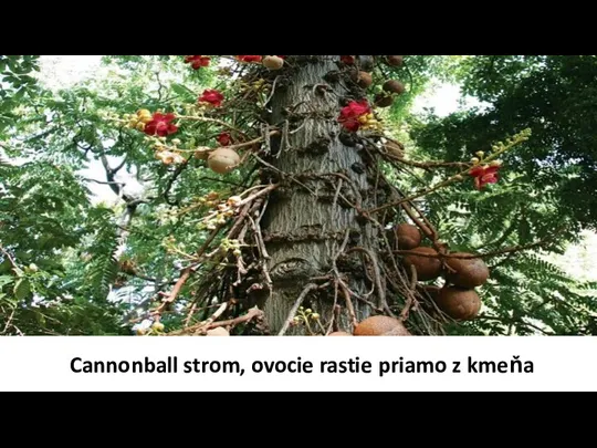 Cannonball strom, ovocie rastie priamo z kmeňa