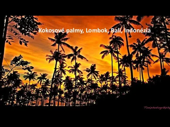 Kokosové palmy, Lombok, Bali, Indonézia
