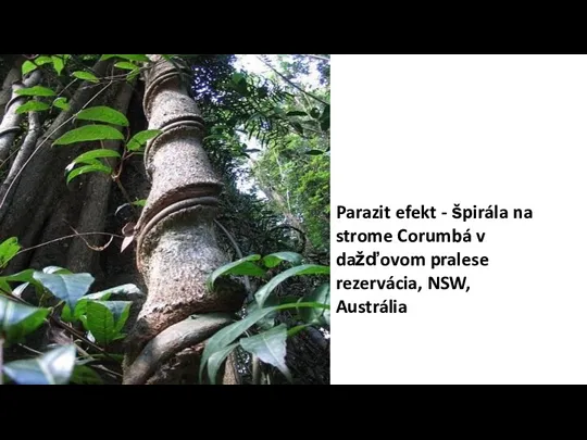 Parazit efekt - špirála na strome Corumbá v dažďovom pralese rezervácia, NSW, Austrália