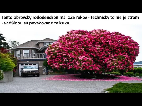 Tento obrovský rododendron má 125 rokov - technicky to nie