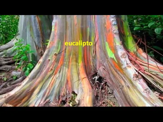 eucalipto