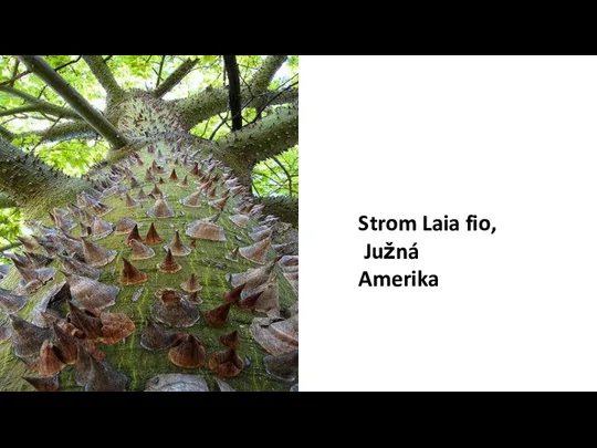Strom Laia fio, Južná Amerika