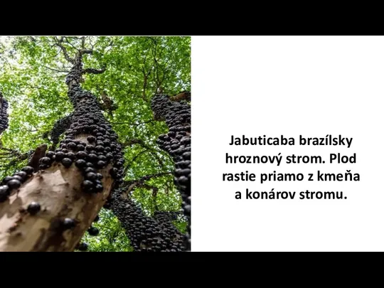 Jabuticaba brazílsky hroznový strom. Plod rastie priamo z kmeňa a konárov stromu.