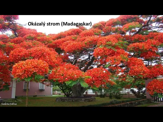 Okázalý strom (Madagaskar)