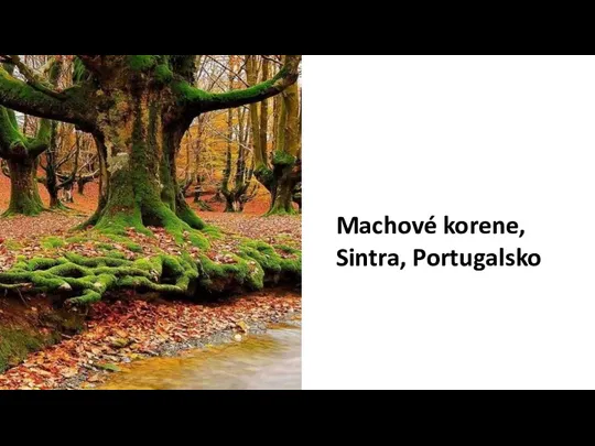 Machové korene, Sintra, Portugalsko