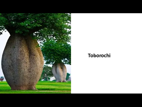 Toborochi