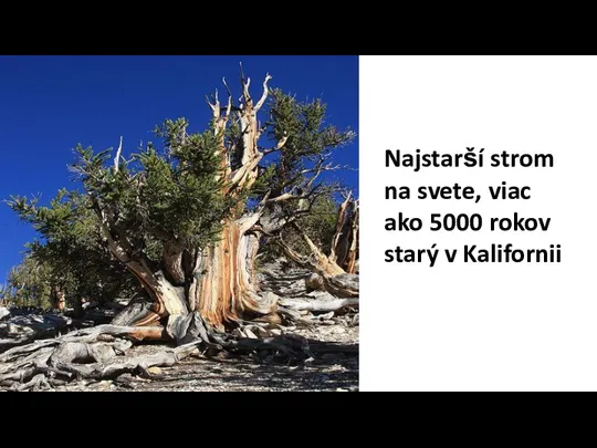 Najstarší strom na svete, viac ako 5000 rokov starý v Kalifornii