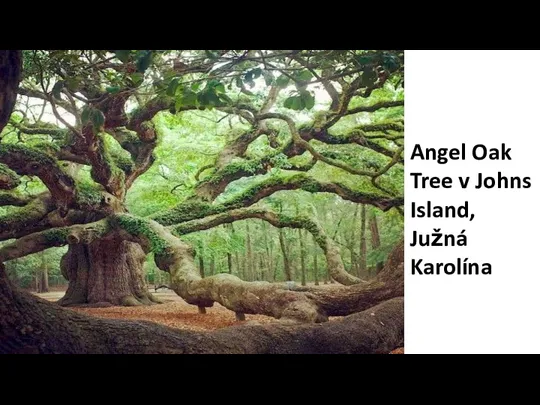 Angel Oak Tree v Johns Island, Južná Karolína