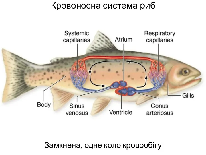 Кровоносна система риб Замкнена, одне коло кровообігу