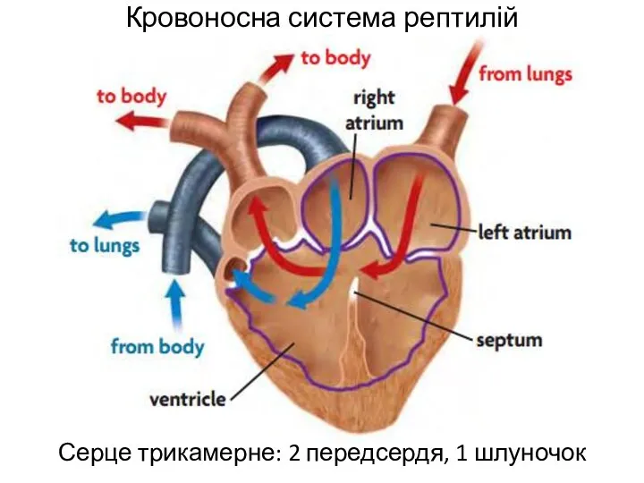 Кровоносна система рептилій Серце трикамерне: 2 передсердя, 1 шлуночок