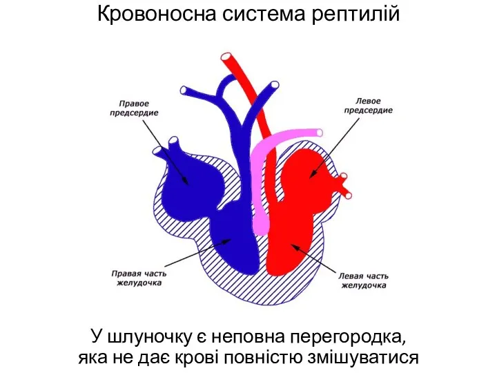 Кровоносна система рептилій У шлуночку є неповна перегородка, яка не дає крові повністю змішуватися