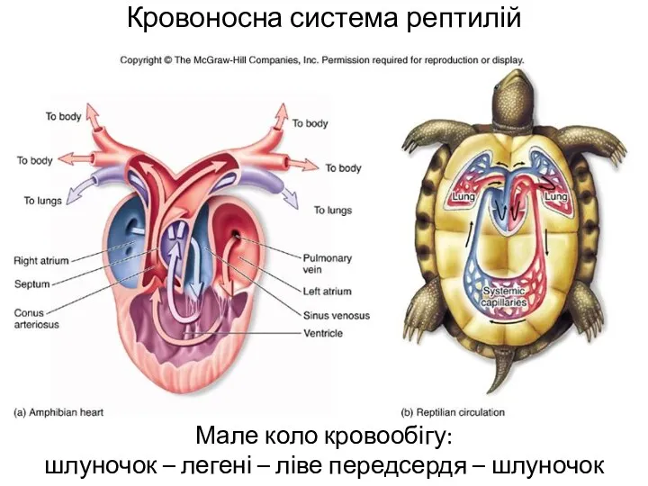 Кровоносна система рептилій Мале коло кровообігу: шлуночок – легені – ліве передсердя – шлуночок