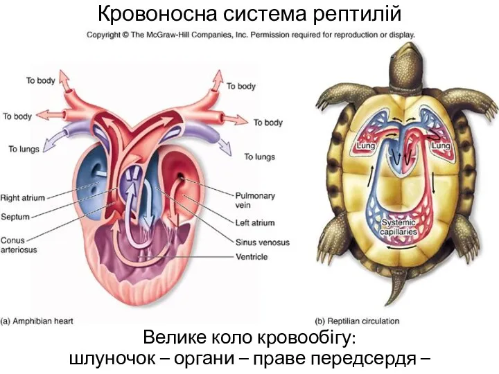 Кровоносна система рептилій Велике коло кровообігу: шлуночок – органи – праве передсердя – шлуночок