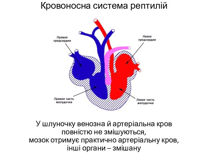 Кровоносна система рептилій У шлуночку венозна й артеріальна кров повністю
