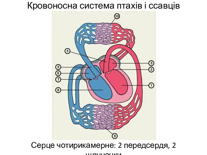 Кровоносна система птахів і ссавців Серце чотирикамерне: 2 передсердя, 2 шлуночки