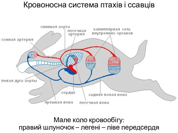 Кровоносна система птахів і ссавців Мале коло кровообігу: правий шлуночок – легені – ліве передсердя