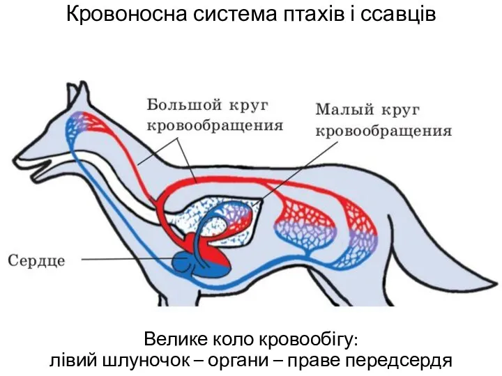 Кровоносна система птахів і ссавців Велике коло кровообігу: лівий шлуночок – органи – праве передсердя