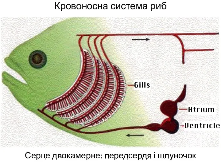 Кровоносна система риб Серце двокамерне: передсердя і шлуночок