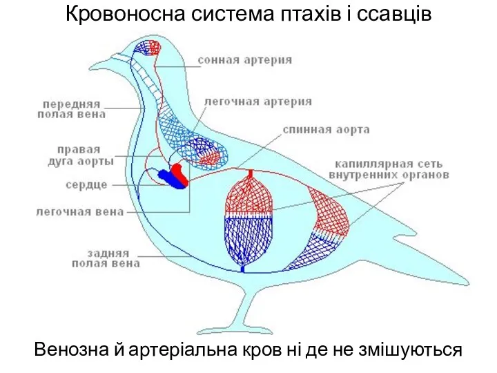 Кровоносна система птахів і ссавців Венозна й артеріальна кров ні де не змішуються