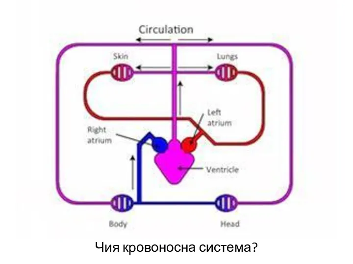 Чия кровоносна система?