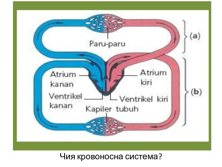 Чия кровоносна система?