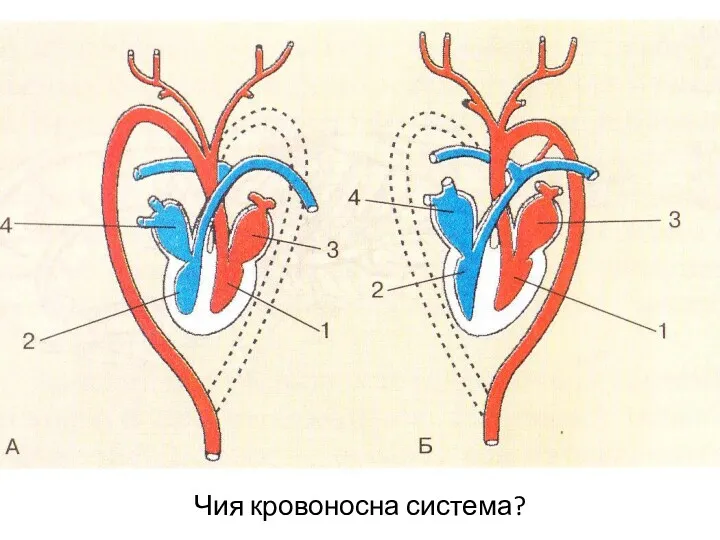 Чия кровоносна система?