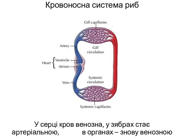 Кровоносна система риб У серці кров венозна, у зябрах стає артеріальною, в органах – знову венозною