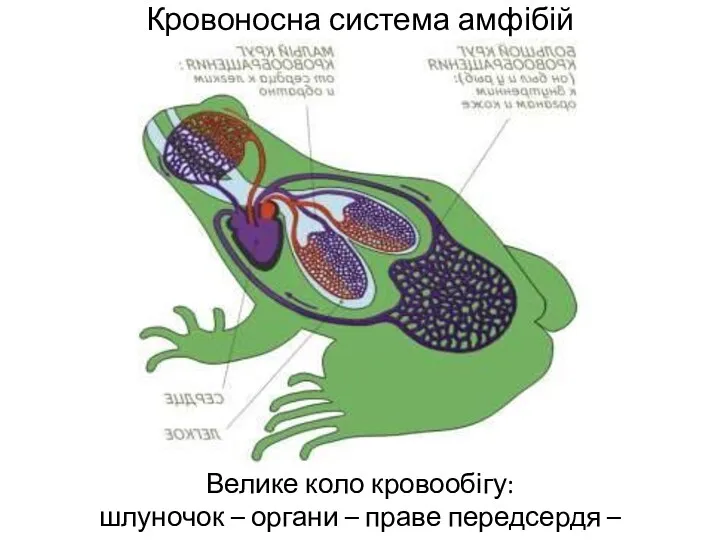 Кровоносна система амфібій Велике коло кровообігу: шлуночок – органи – праве передсердя – шлуночок