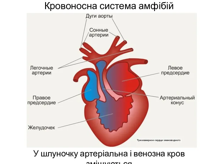 Кровоносна система амфібій У шлуночку артеріальна і венозна кров змішуються