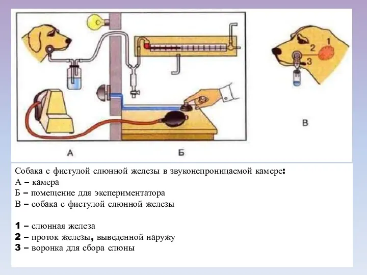 Собака с фистулой слюнной железы в звуконепроницаемой камере: А –