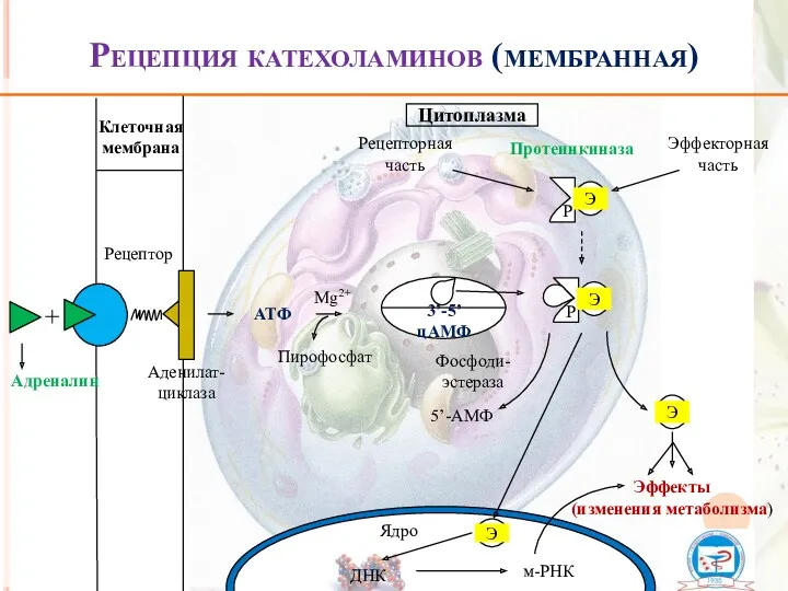 Рецепция катехоламинов (мембранная) Клеточная мембрана + Адреналин Рецептор АТФ 3’-5’ цАМФ Пирофосфат Mg2+