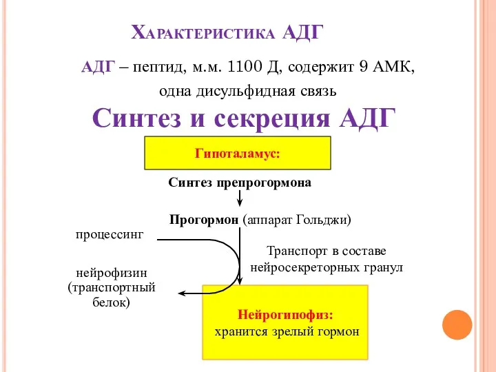 Характеристика АДГ АДГ – пептид, м.м. 1100 Д, содержит 9 АМК, одна дисульфидная